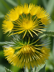 Obraz premium Prickly Sow-Thistle (Sonchus asper). Inflorescence Detail Closeup