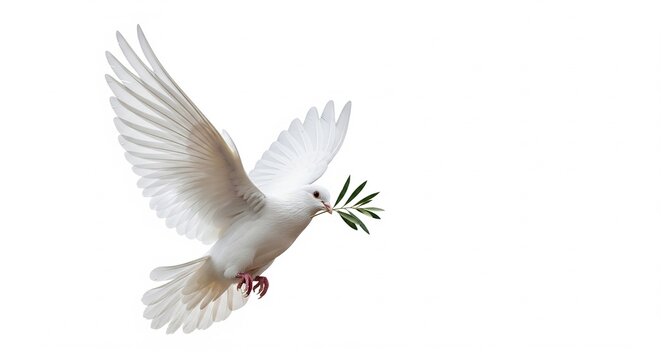 A white dove gracefully soars, carrying a green olive branch, symbolizing peace and hope.