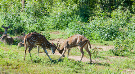 Naklejka premium Sri Lanka Travel