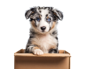 cute baby blue merle border collie puppy peeking out of its toy box isolated on a transparent background