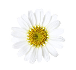 One beautiful chamomile flower bud isolated on white