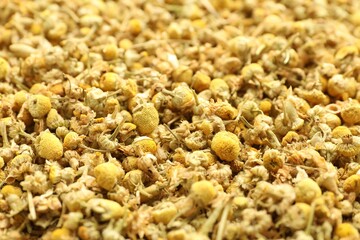 Dry chamomile flowers as background, closeup view