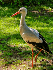 white stork ciconia at a meadow
