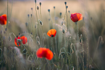Beautiful field of red poppies in the sunset light.