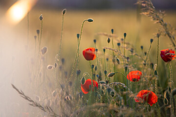Beautiful field of red poppies in the sunset light.