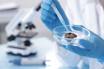Scientist working with sample in Petri dish in laboratory, closeup