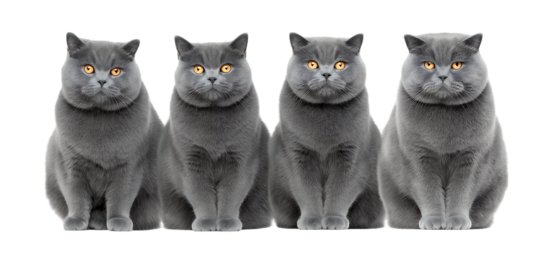Four Grey British Shorthair cats sitting in front isolated on a transparent background