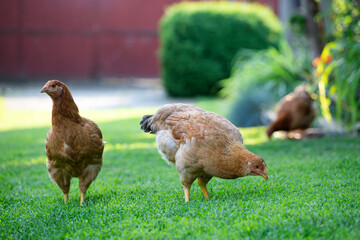 Free range chicken birds in green garden grass.