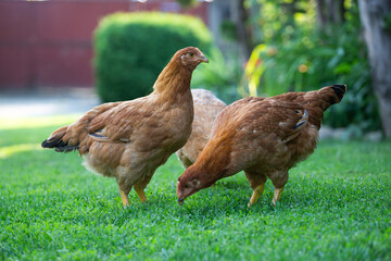 Free range chicken birds in green garden grass.