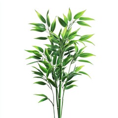 Obraz premium Green bamboo plant isolated on white background