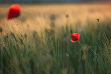 Beautiful field of red poppies in the sunset light.