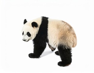 Fototapeta premium Cute playful panda bear over white background