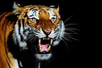 Tigre rugiendo 