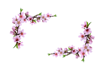 Spring peach twigs in floral corner arrangements isolated on white or transparent background.