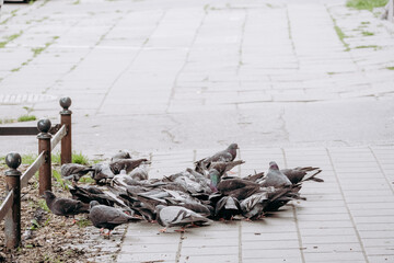 Gołębie w mieście