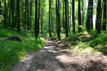 A dirt path winding through a lush green forest on a sunny day