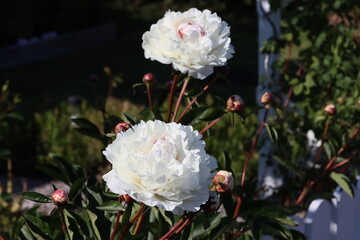 Sweden. Paeonia lactiflora (Chinese peony, Chinese herbaceous peony, or common garden peony) is a species of herbaceous perennial flowering plant in the family Paeoniaceae.