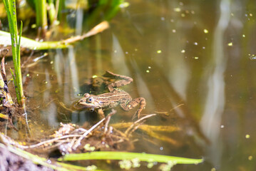 A frog at the pond’s edge sticks its head out of the water on a sunny day, its skin glistening in the light.