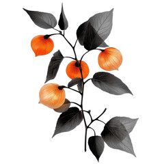 Elegant orange plant with dark leaves. transparent background