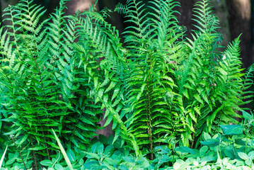 Close-up of a lush, bright green forest fern bush growing at the edge of the woods, its delicate fronds spreading wide in the soft natural light.