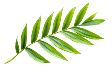 Tropical Leaf on Transparent Background