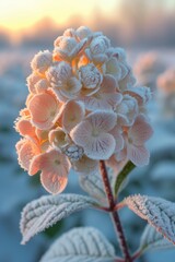 Frosty Hydrangea Blossoms Illuminated by the Soft Winter Lights Glimmering Glow