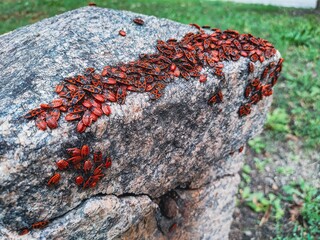 A vibrant swarm of firebugs congregates on a textured rock surface, showcasing nature's patterns.
