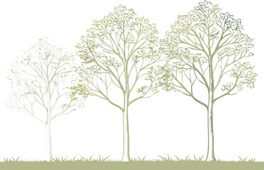 Obraz premium Delicate line art illustration of three trees with soft green hues and elegant design
