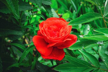 A stunning red rose blossoms amidst lush green foliage, perfect for floral and natural themes.
