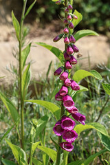 Digitalis purpurea, or foxglove, growing in its natural environment. Beautiful purple bell-shaped flowers stand tall against a lush green background, captured in soft light and vivid detail.
