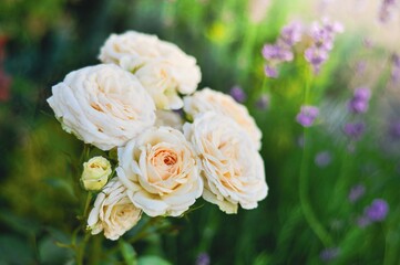 A beautiful cluster of soft-focused white roses in full bloom, with a blurred background.