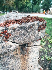 A cluster of firebugs swarm on a weathered stone pillar outdoors, close up.