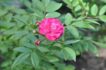 A beautiful pink rose in full bloom with several unopened buds, surrounded by fresh green leaves.