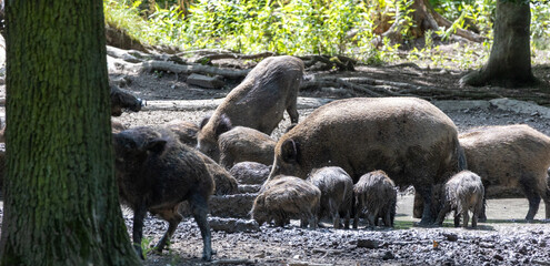 Wild boars dig in the muddy ground