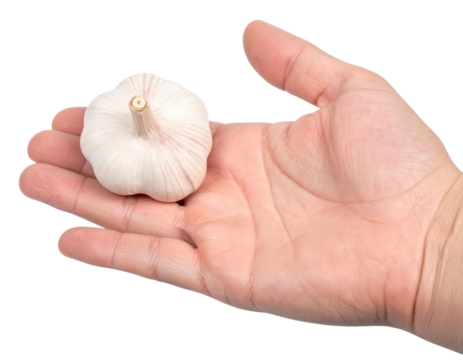 Chef presenting fresh garlic bulb on transparent background, ideal for food and cooking projects