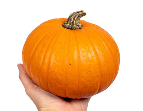 Hand holding fresh, vibrant pumpkin, transparent background showcasing seasonal harvest for cooking or decorative purpose