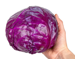 Hand holding a large, vibrant, purple red cabbage against a transparent background, perfect for food and health related projects