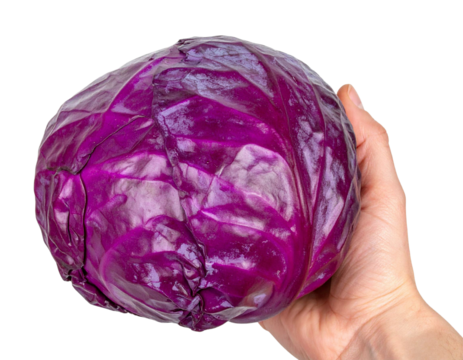 Hand holding a large, vibrant, purple red cabbage against a transparent background, perfect for food and health related projects