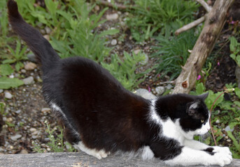 Black and white cat sharpening its claws on a tree trunk. Natural behavior of a domestic animal in the fresh air, demonstrating instincts, activity and interaction with the natural environment.