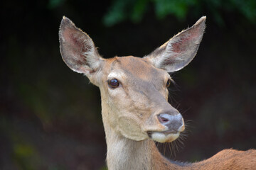 Close-Up Portrait of a Female Deer Looking at Camera




