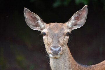 Close-Up Portrait of a Female Deer Looking at Camera



