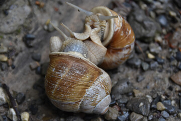 Two snails close together on a surface — symbolic and touching moment in nature