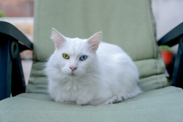 Fluffy white cat with mismatched eyes relaxing on a green chair in a cozy outdoor setting during the late afternoon