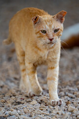 Feral, stray, orange tom cat missing an ear from fighting