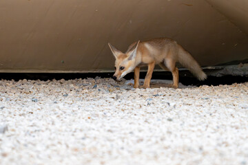 Young kit Arabian red fox with a den under a bridge adapted to urban environment