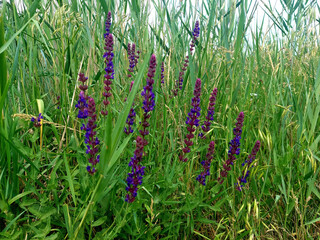Vibrant purple flowers blooming amidst tall green grass in a summer meadow.