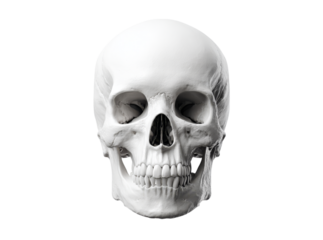 Human skull anatomy model isolated on black background, Isolated On Transparent Background