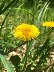 Yellow dandelion in a sunny field among grass.