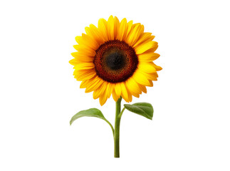 Single sunflower on black background vibrant yellow petals, Isolated On Transparent Background