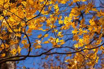 Oirase Stream is a popular place to see autumn leaves in Japan, especially in late October to early November, just before Lake Towada, Tohoku region, Japan